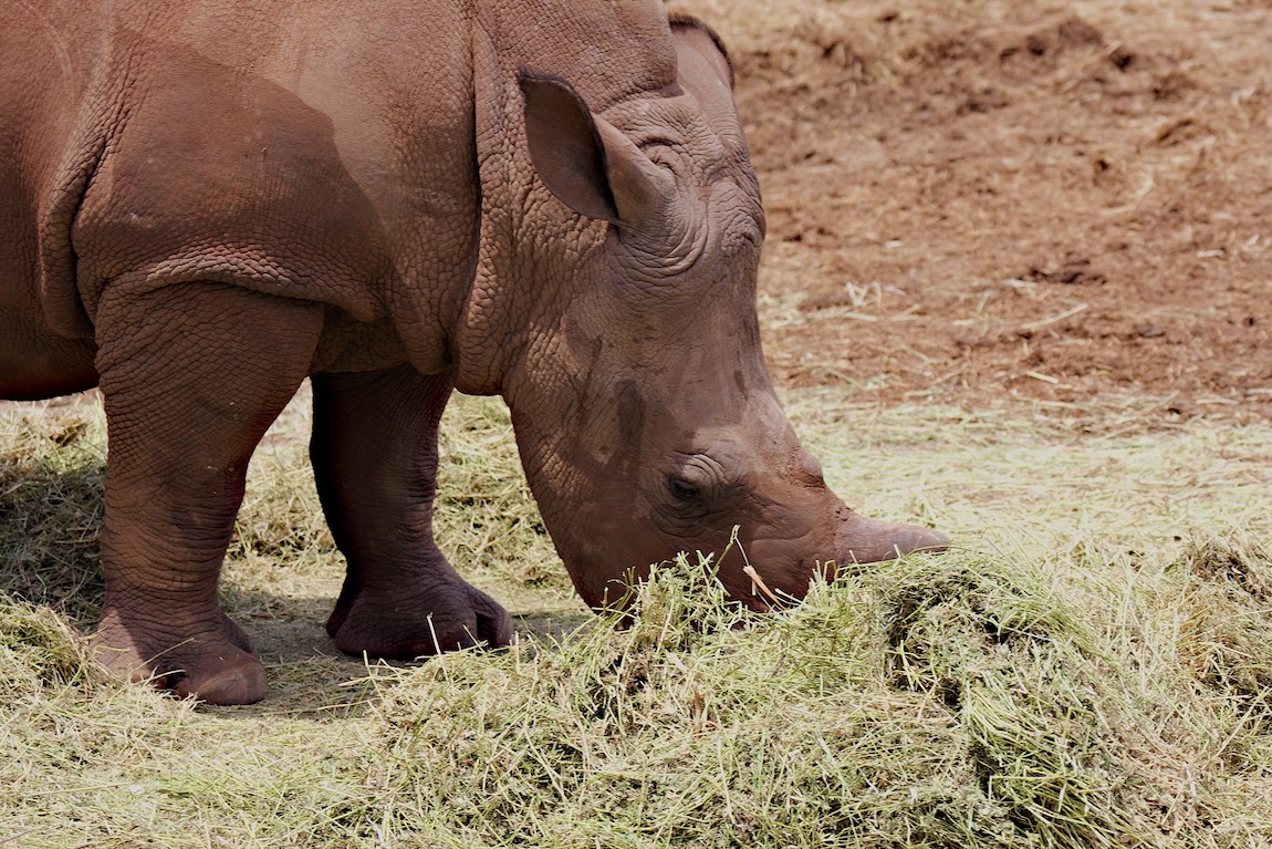 White rhinoceros. An odd name, because they are not white.
