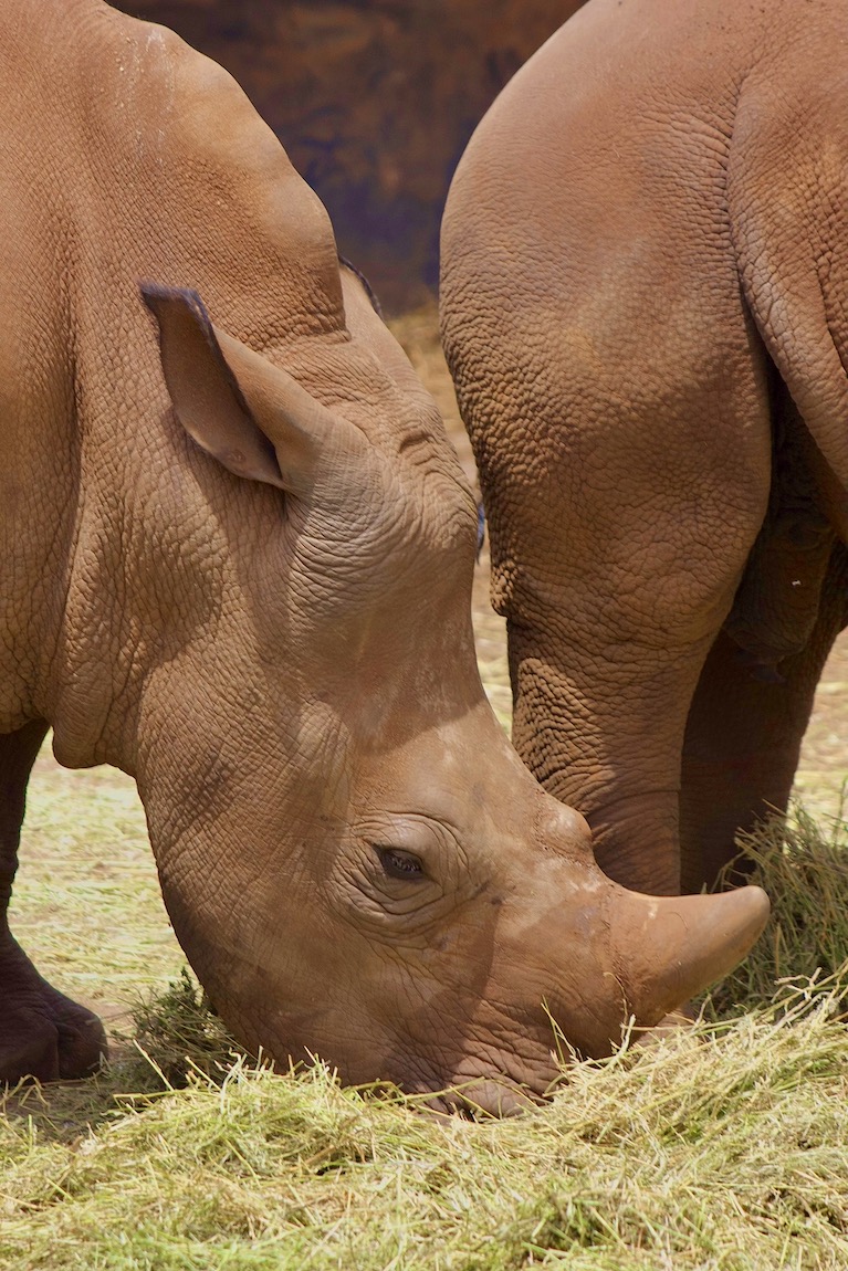 White rhinoceros