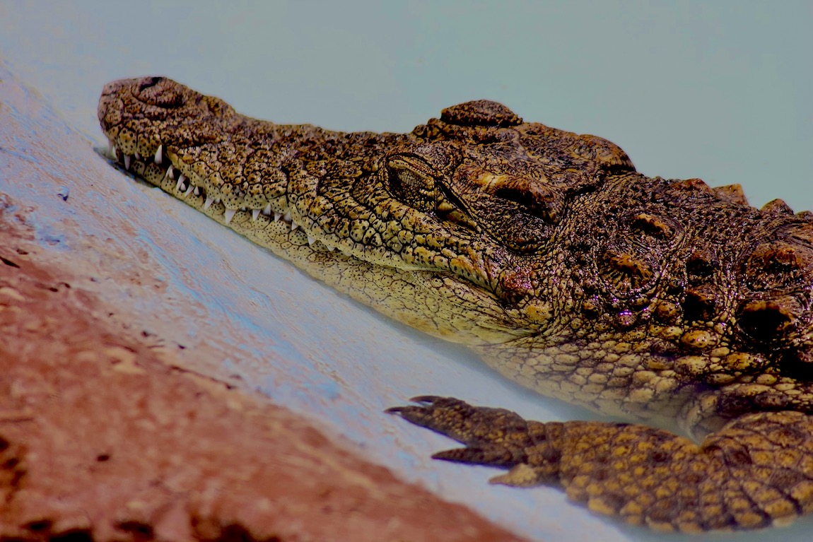 Nile crocodile