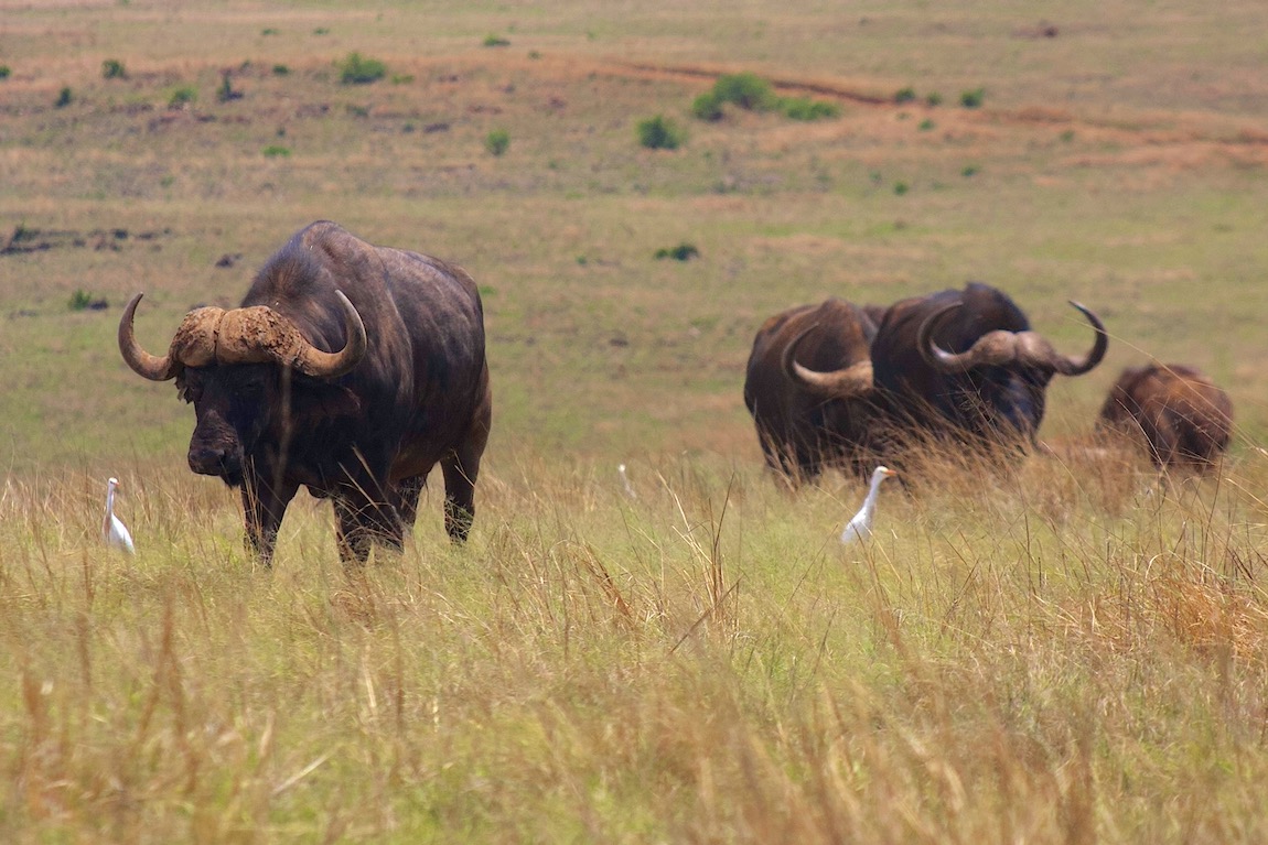 African buffaloes