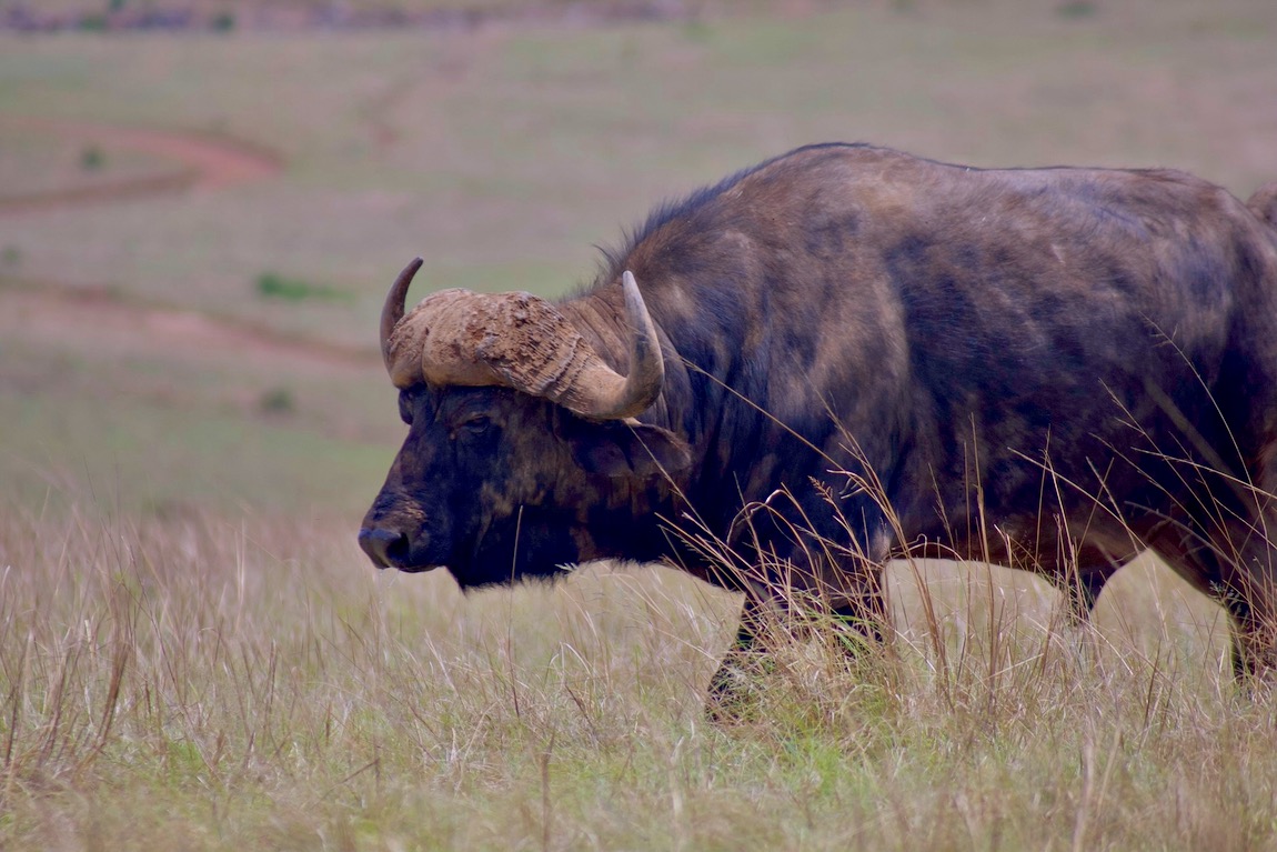 African buffalo