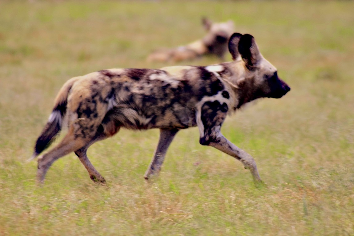 African wild dog