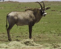 Roan Antelope