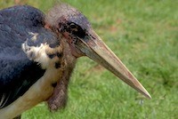 Marabou Stork.  Not a pretty fellow but striking nonetheless