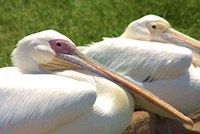 Great White Pelican