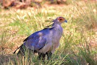 Secretarybird