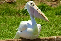 Great White Pelican