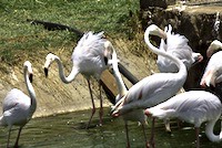 Rather pale flamingos