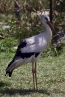 White stork