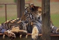 Tiger.  Not an African native but probably part of a breeding plan they run here for endangered species.