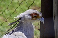 Secretarybird