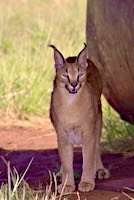 Caracal