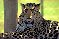 A handsome leopard.  This fellow is African.