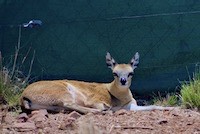 Klipspringer antelope