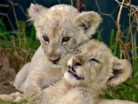 Apprehensive looking lion cub and sibling