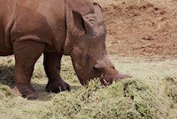 White rhinoceros. An odd name, because they are not white.