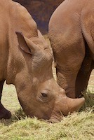 White rhinoceros