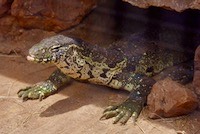 Asian water monitor lizard