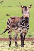 Mountain zebra