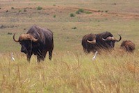 African buffaloes