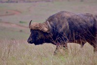 African buffalo