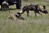 African wild dog