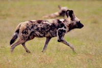 African wild dog