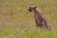 Cheetah