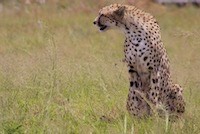 Cheetah