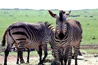 Mountain zebra