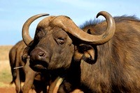 African buffalo