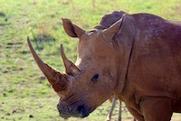 White rhinoceros