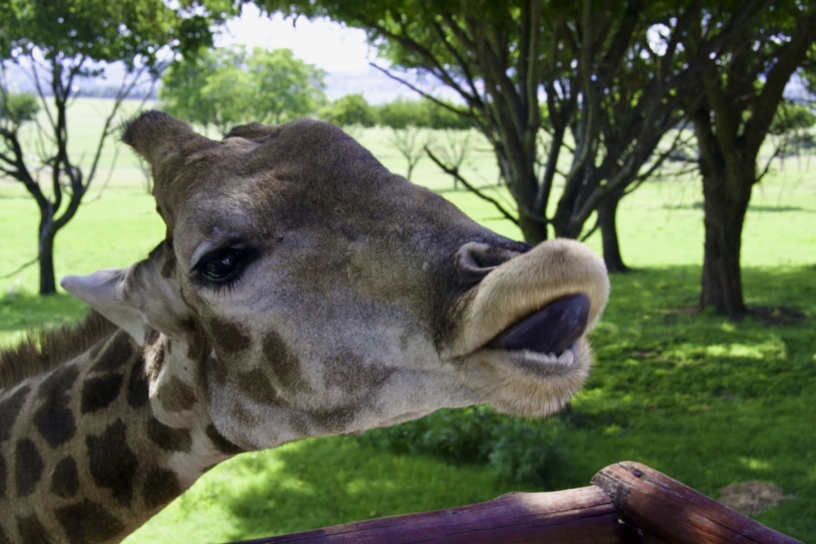 Tip of a very powerful tongue, strong enough to strip tough leaves off trees
