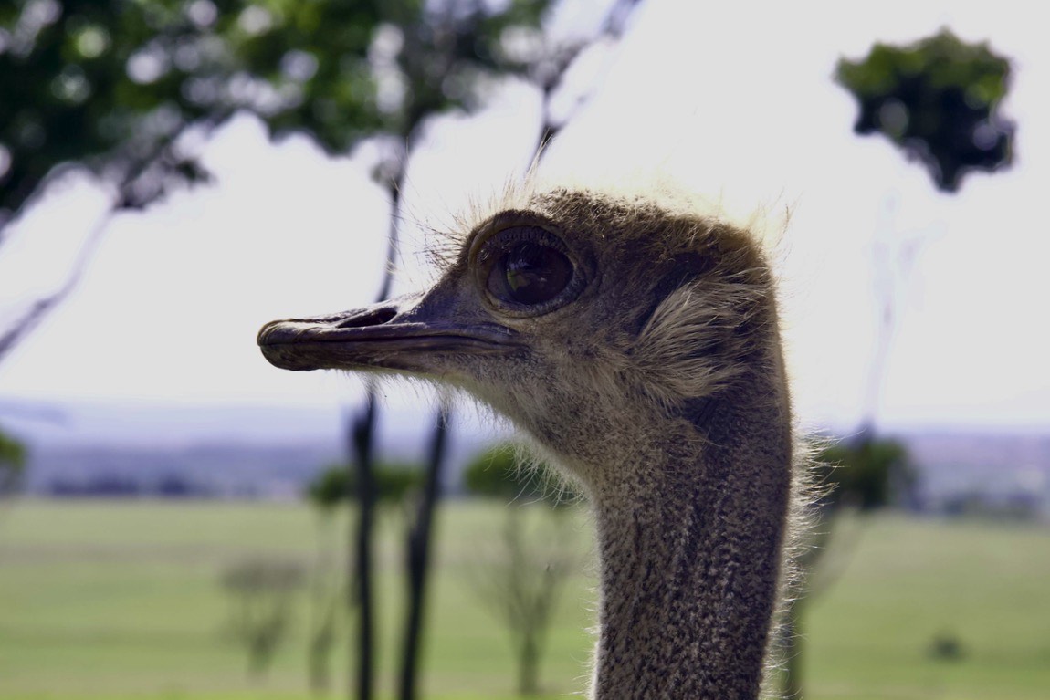 Again face to face, this time with a Common Ostrich