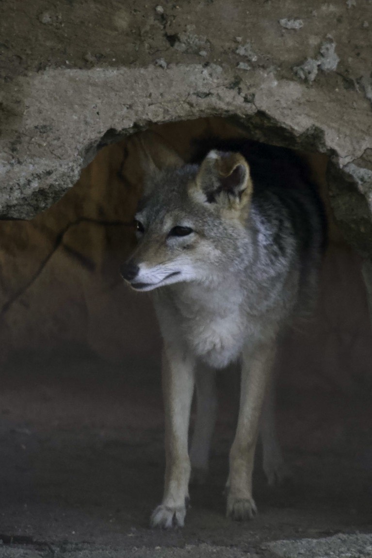 My software thinks this is a coyote.  If so, he's on the wrong continent.