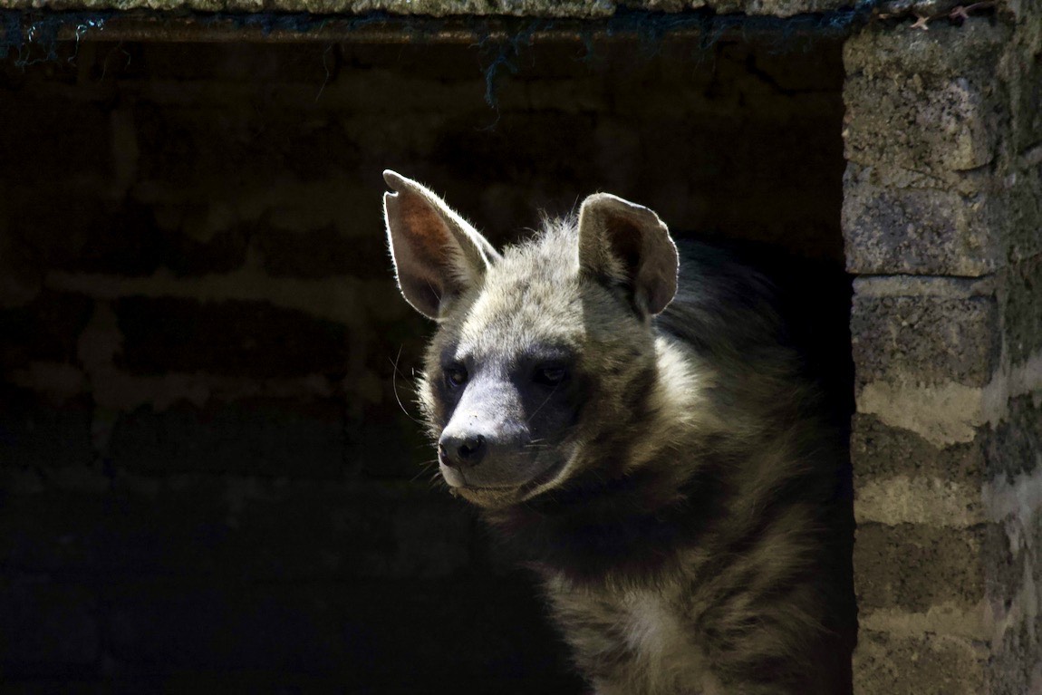 Striped hyena
