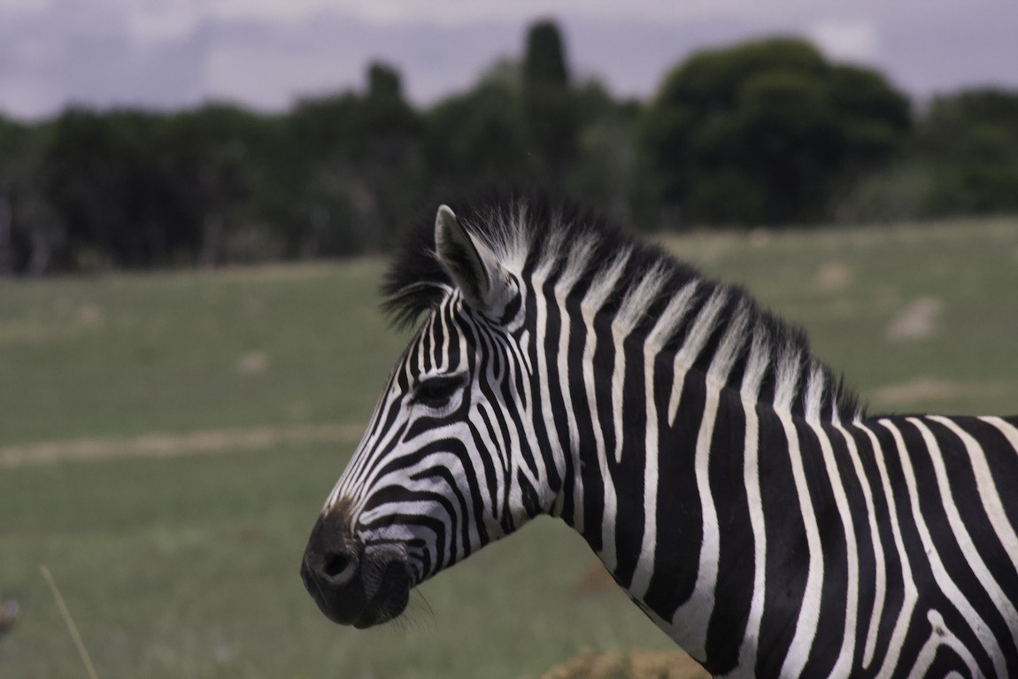 Plains Zebra
