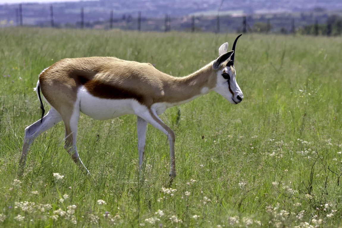 Springbok