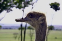 Again face to face, this time with a Common Ostrich