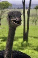 Common Ostrich