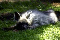 A striped hyena; actually a nice looking fellow