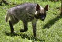 Striped hyena