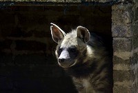 Striped hyena