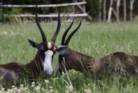 Bontebok