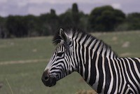 Plains Zebra