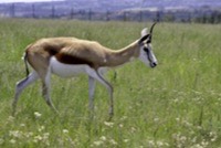 Springbok