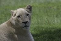 White Lion