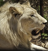 White Lion