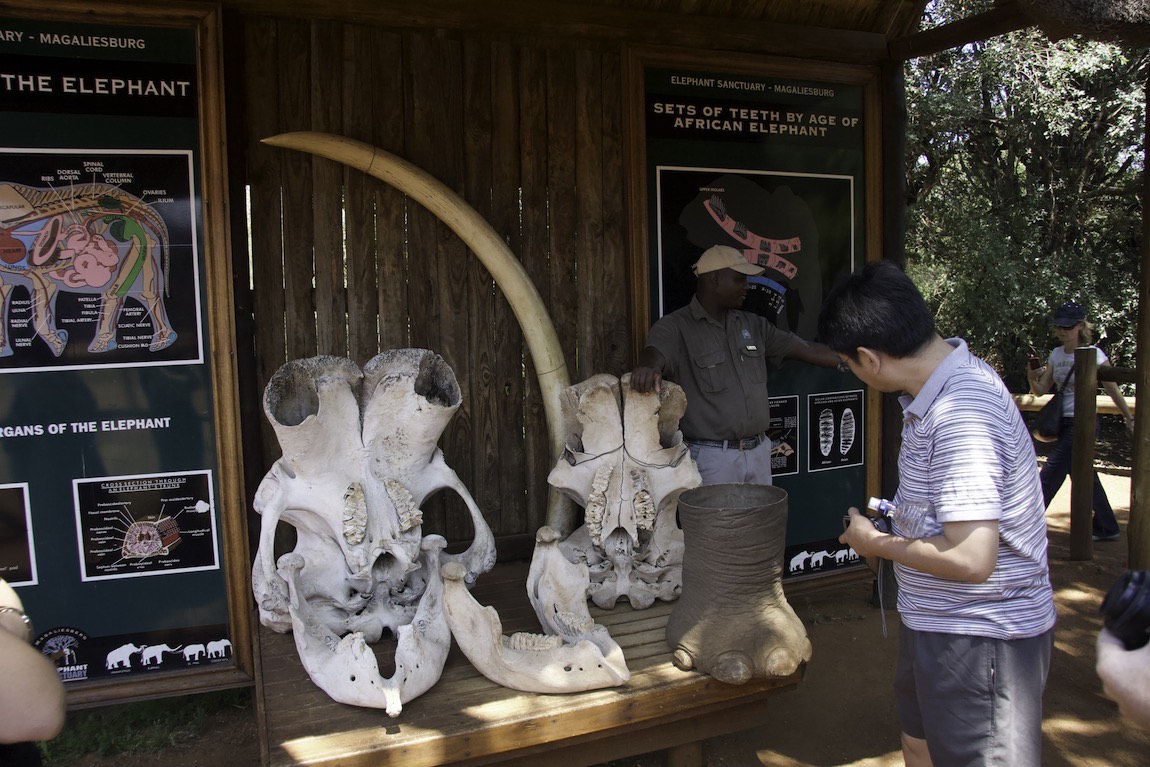 Elephant skulls and physiology lessons