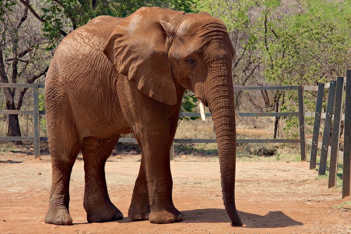 African bush elephant